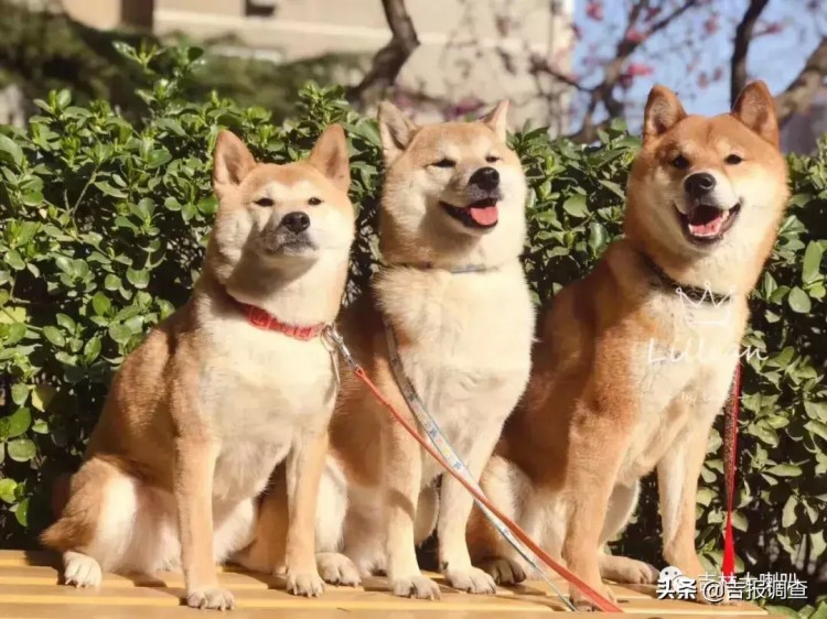 在2019中国长春宠物文化节上：我们和狗狗的故事