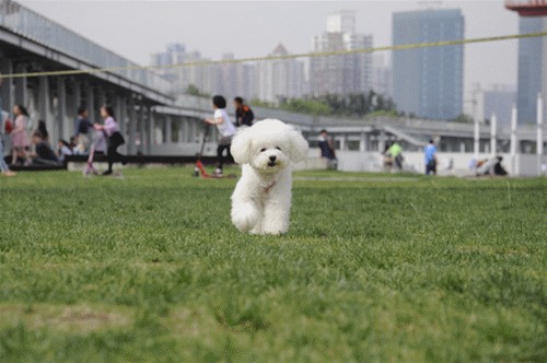 叹息！海宁的一只宠物狗被车撞死了，但是主人因为这个动作倒了27万元