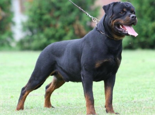 最爱流口水的10大狗狗西施犬居然在里面太毁形象了