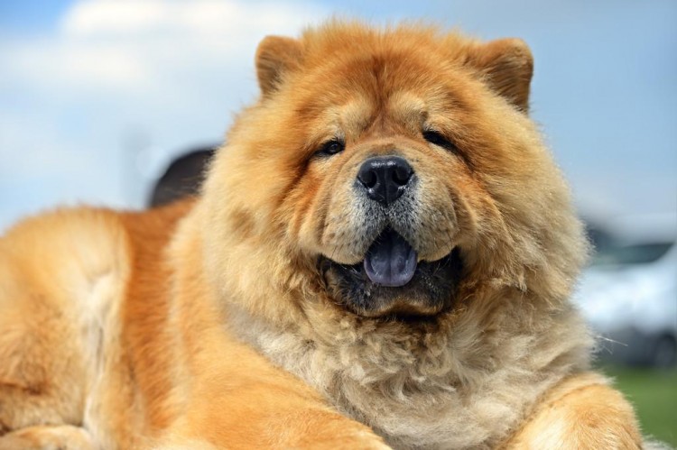 最爱流口水的10大狗狗西施犬居然在里面太毁形象了