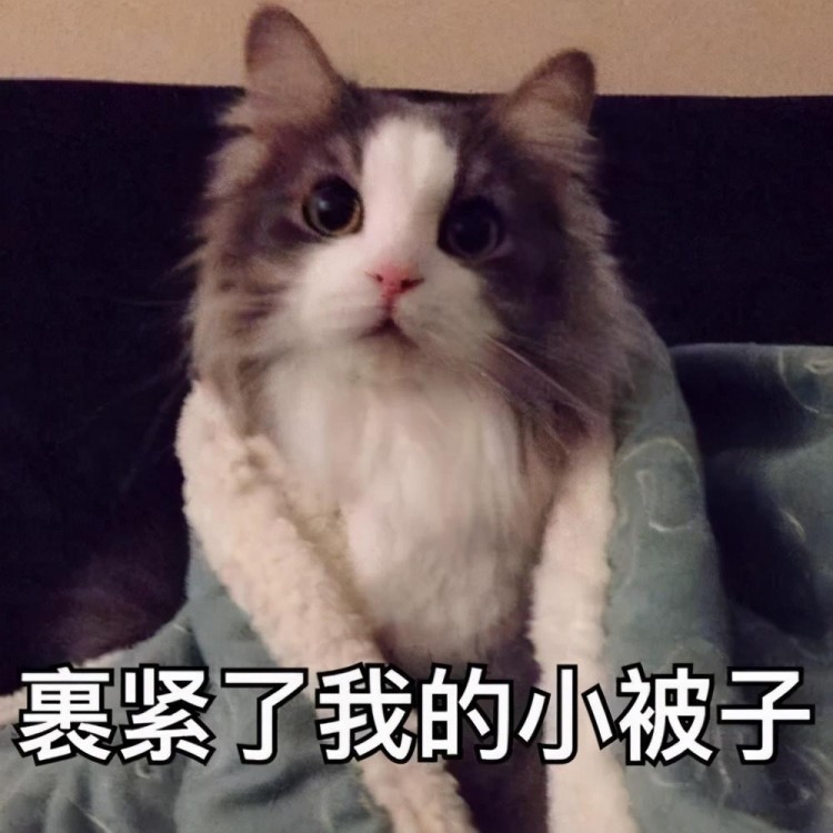 天气骤降！北方的猫：我们有暖气！南方的猫：我们有一身正气