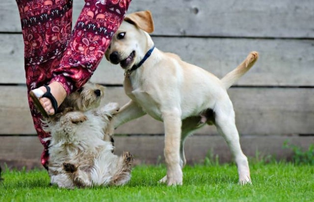 家里来了新成员该如何给家里的成年犬介绍它将要同居的新朋友