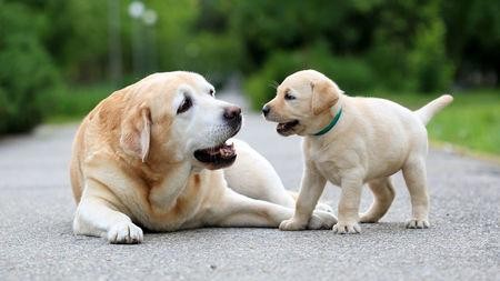 家里来了新成员该如何给家里的成年犬介绍它将要同居的新朋友