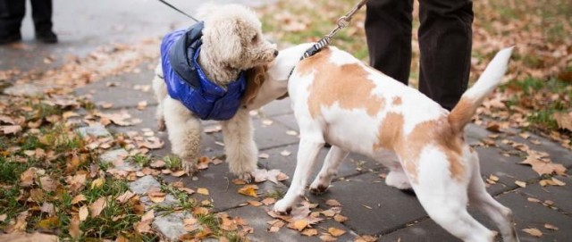 家里来了新成员该如何给家里的成年犬介绍它将要同居的新朋友