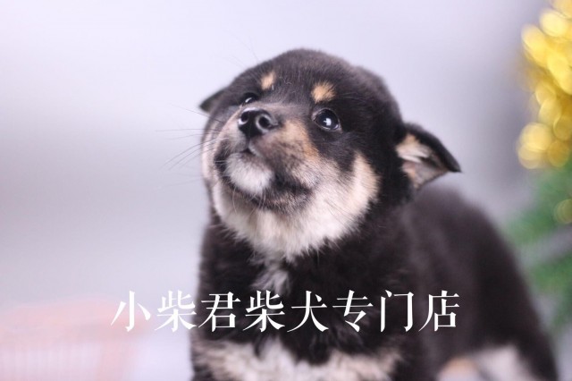 在成都双血统柴犬价格多少钱