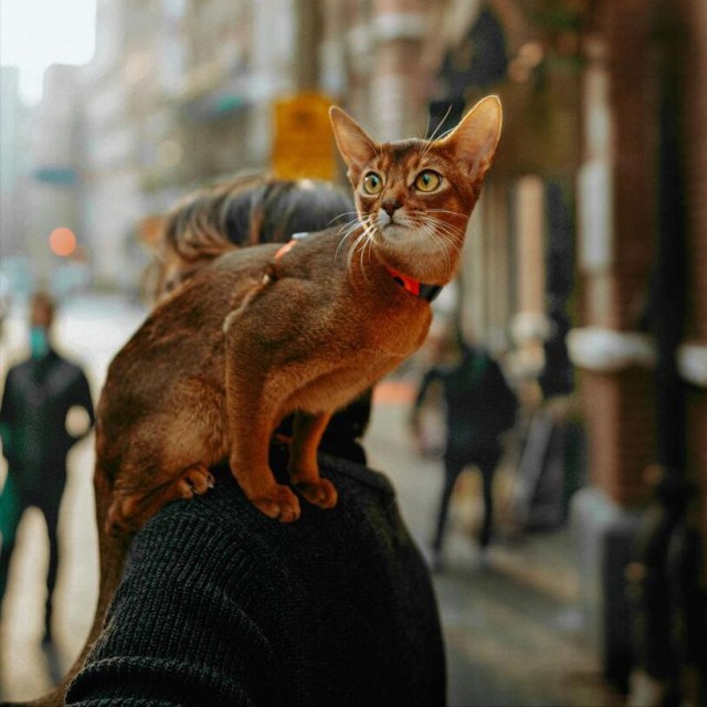 猫咪记忆能维持几年能否记住主人一生吗