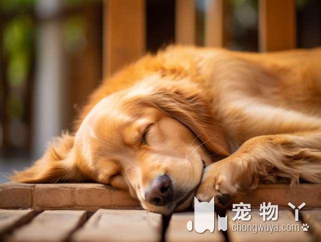 遛“大型犬”，不能犯的几个禁区，你做了吗？