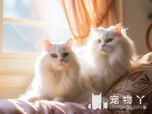 波斯猫和加菲猫有什么明显区别？